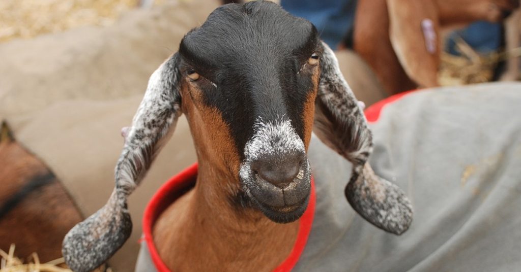 Anglo-Nubian Goat: Everything You Need to Know About Them