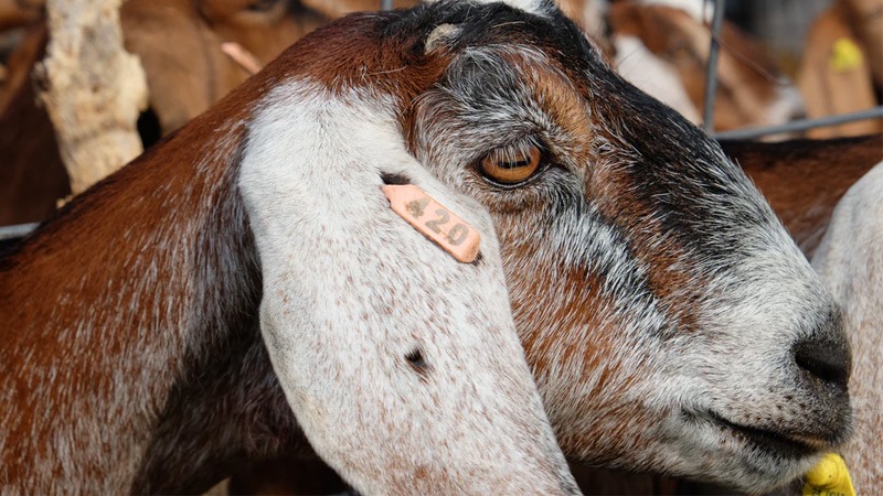 Anglo-Nubian Goat: Everything You Need to Know About Them Anglo-Nubian Goat: Everything You Need to Know About Them