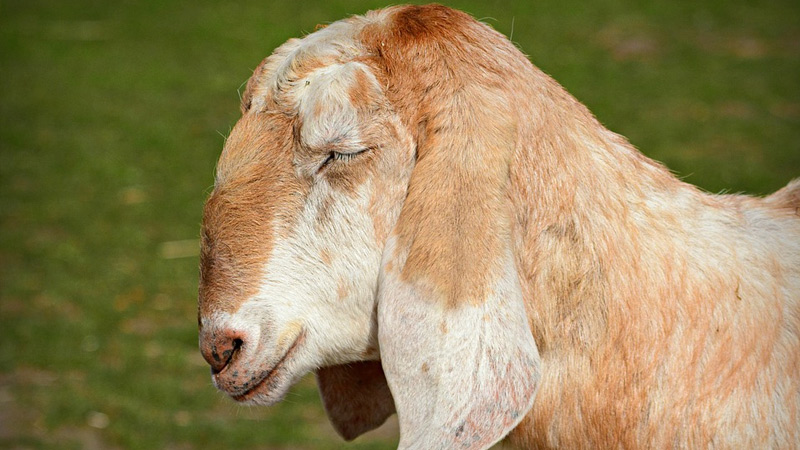 Anglo-Nubian Goat: Everything You Need to Know About Them Anglo-Nubian Goat: Everything You Need to Know About Them