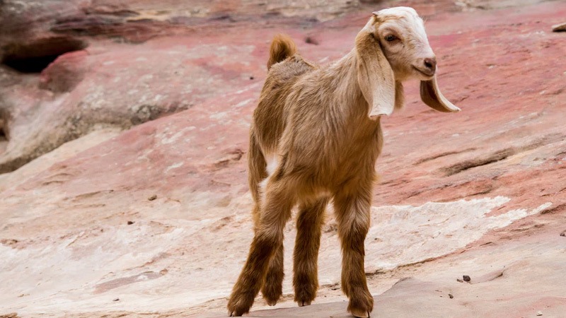 Anglo-Nubian Goat: Everything You Need to Know About Them Anglo-Nubian Goat: Everything You Need to Know About Them
