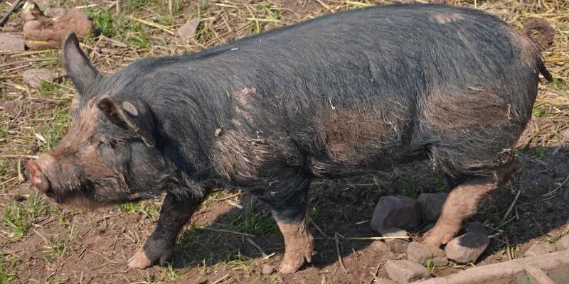 Berkshire Pig