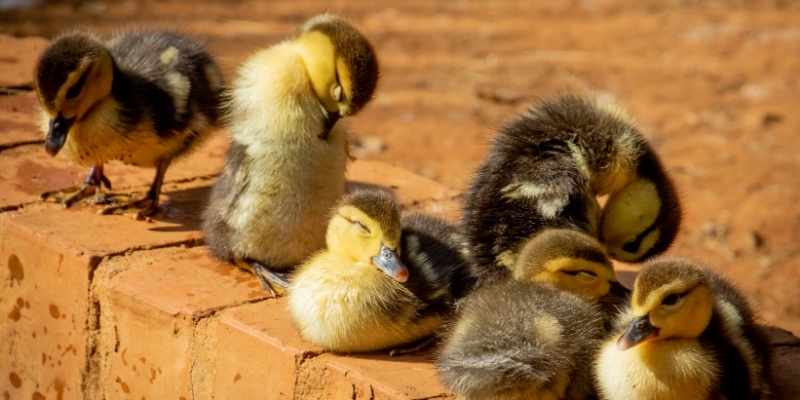 Birds that Look Like Ducks
