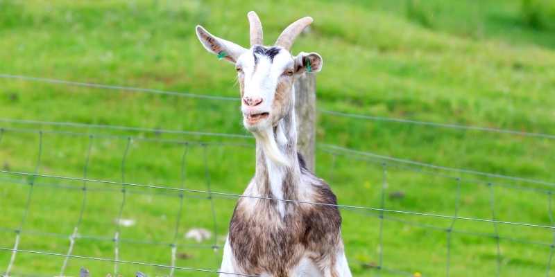 boer goat