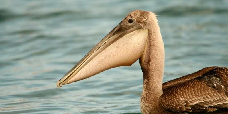 Brown Pelican