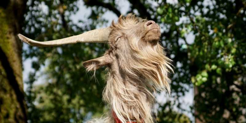 Can Goats Eat Strawberries tops