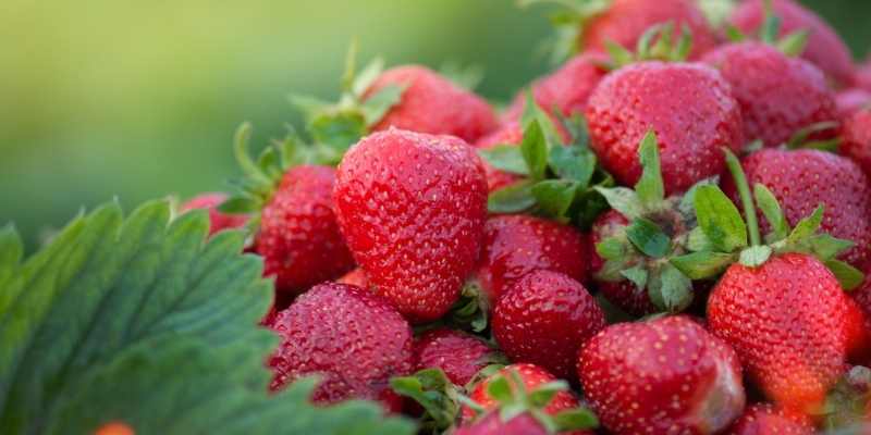 Can Goats Eat Strawberries