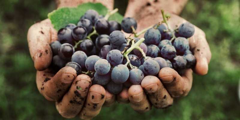 Can Sheep Eat Grapes