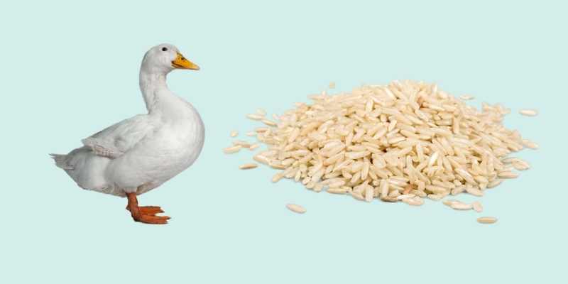 Can ducks eat rice