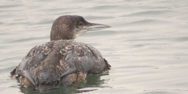 Common Loon