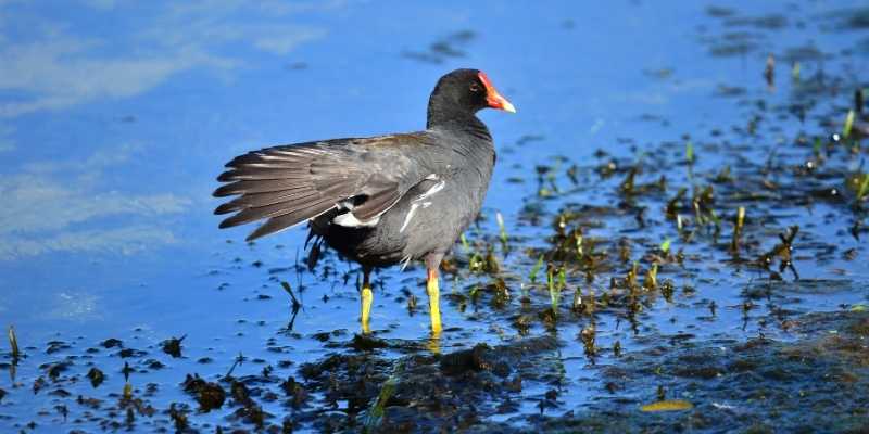 Common Moorhen