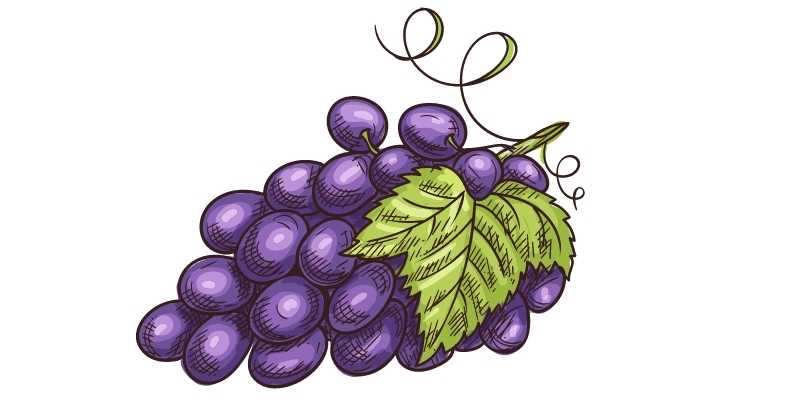 Can Sheep Eat Grapes? 3 Ways to Feed do sheep like grapes