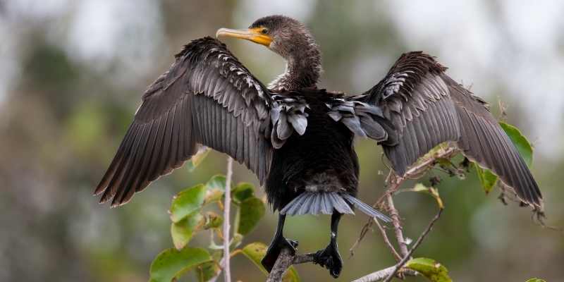 Double-Crested Cormorant