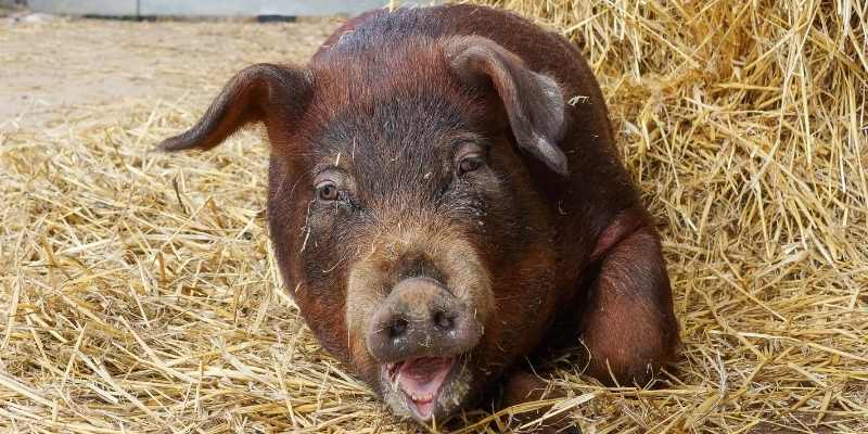 Duroc