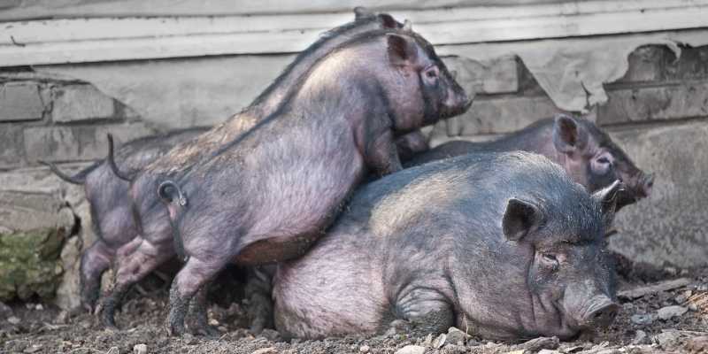 Fengjing Pig