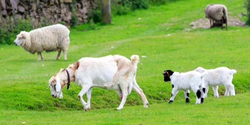 Giant Goat Breeds