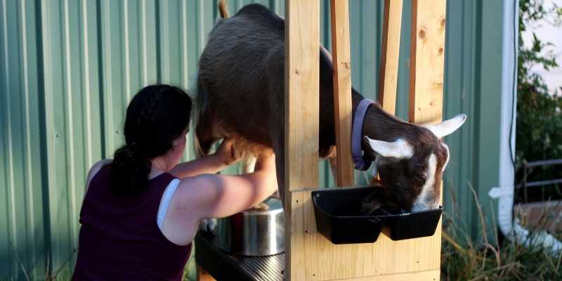 Goat Not Producing Milk After Kidding