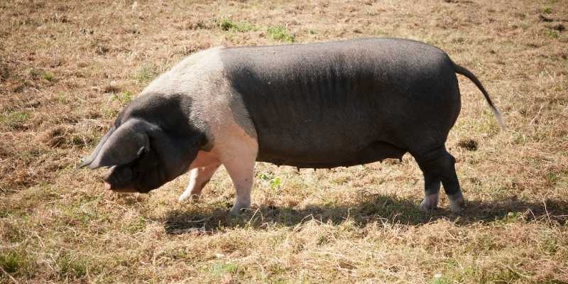 Hampshire Pig
