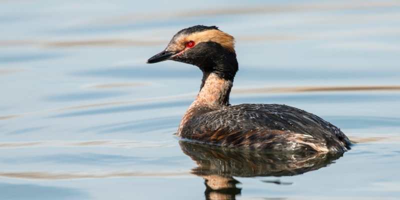 Horned-Grebe
