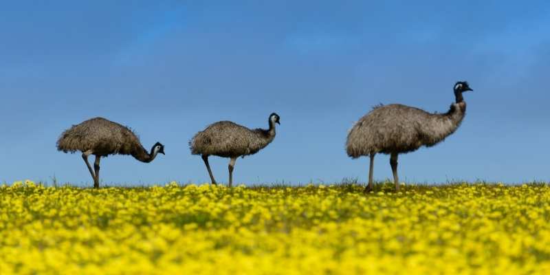 How Much Does An Emu Cost