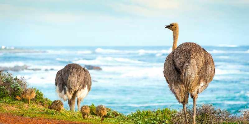How Much Does An Ostrich Cost