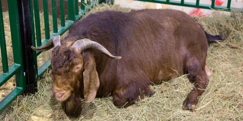 kalhari red goat 