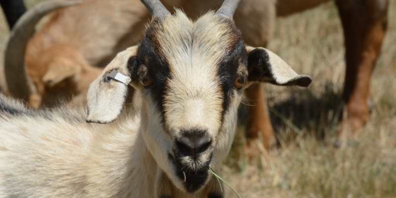 kiko goats