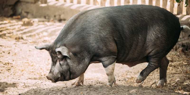 large black pig