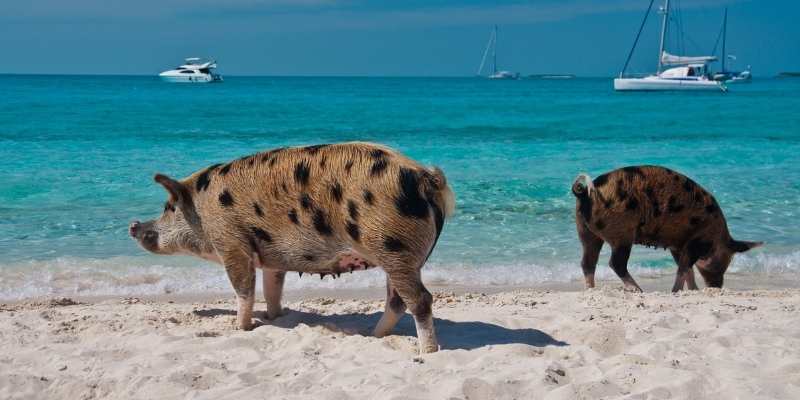 Ossabaw-Island-Pig