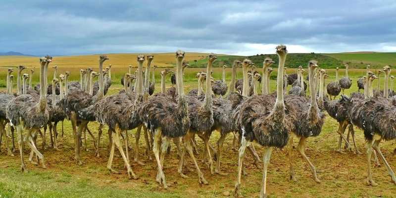 Ostrich cost