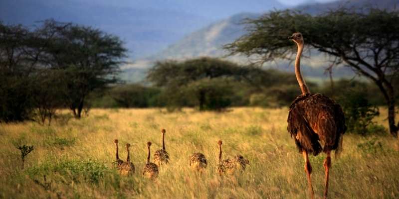 ostrich price