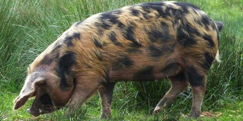 Oxford-Sandy-and-Black-Pig