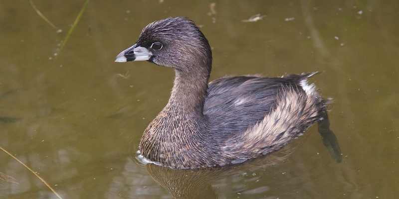 Pied-billed-Grebe