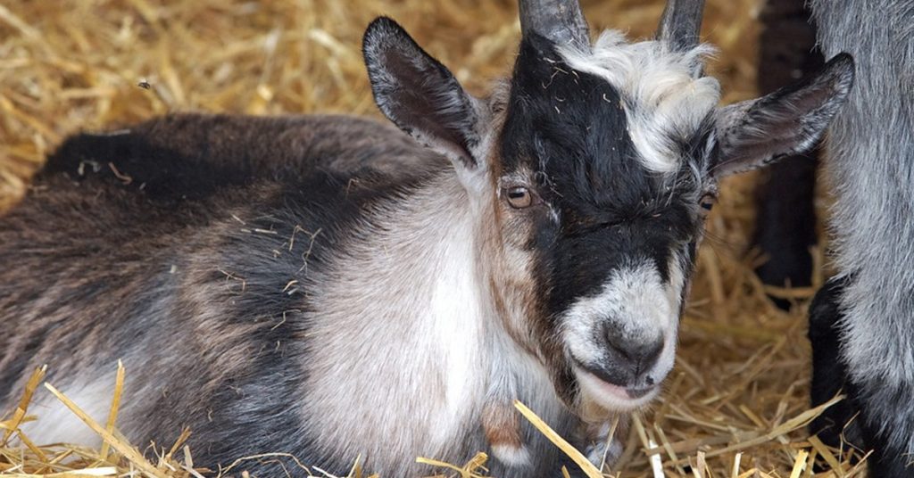 Pygmy Goat: Everything You Need to Know About Them