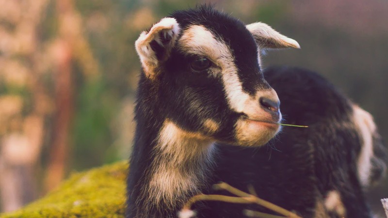 Pygmy Goat: Everything You Need to Know About Them 