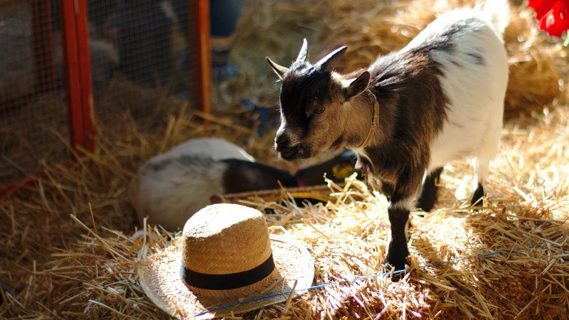 Pygmy Goat: Everything You Need to Know About Them 