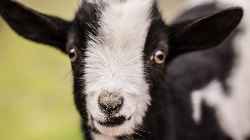 Pygmy Goat: Everything You Need to Know About Them 