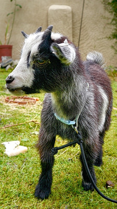 Pygmy Goat: Everything You Need to Know About Them 