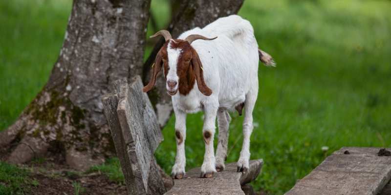 saneen goats