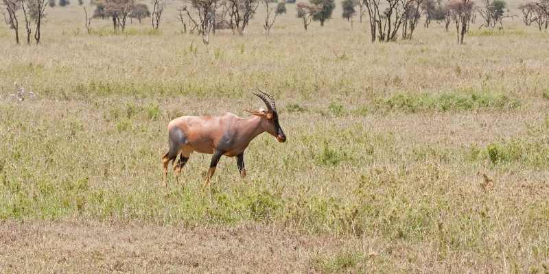 savana goats
