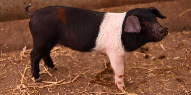 Wessex Saddleback Pig