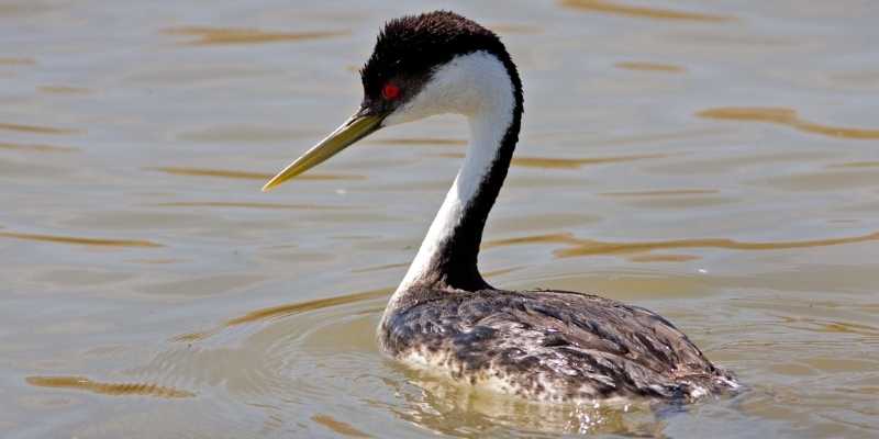 Western Grebe