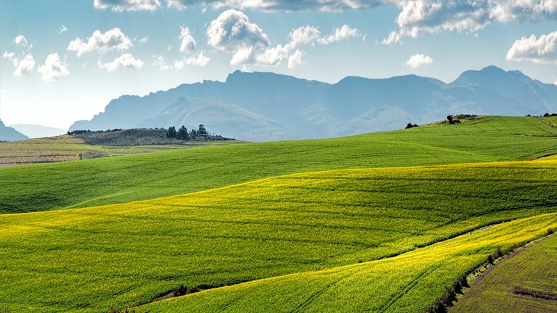 What Is the Green Revolution? - Definition, Benefits, Techniques, and More 