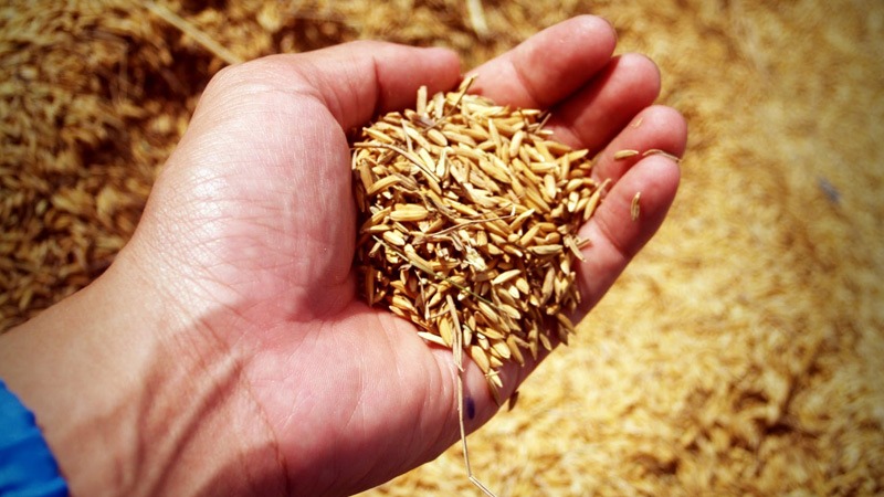 What Is the Green Revolution? - Definition, Benefits, Techniques, and More 