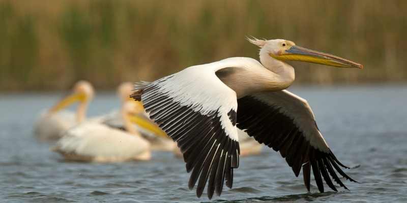 White Pelican