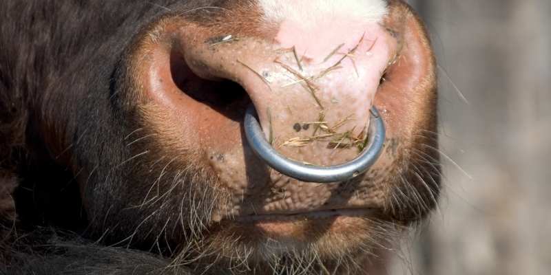 Why Do Cows Have Nose Rings