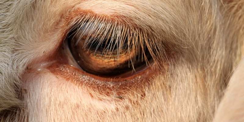 Why Do Goats Have Rectangular Pupils