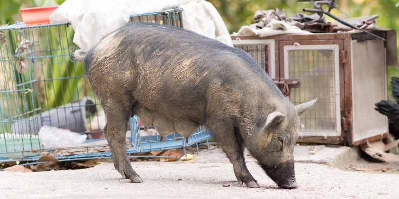 black pig breeds