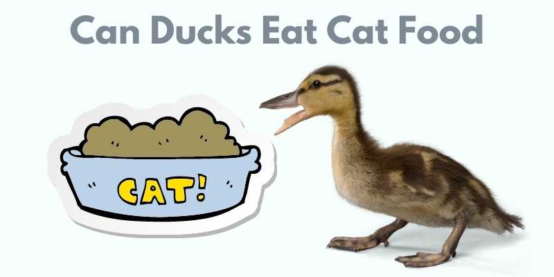 Can Ducks Eat Cat Food? cat food for ducks