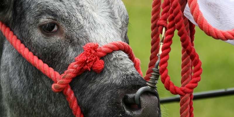 cows nose ring