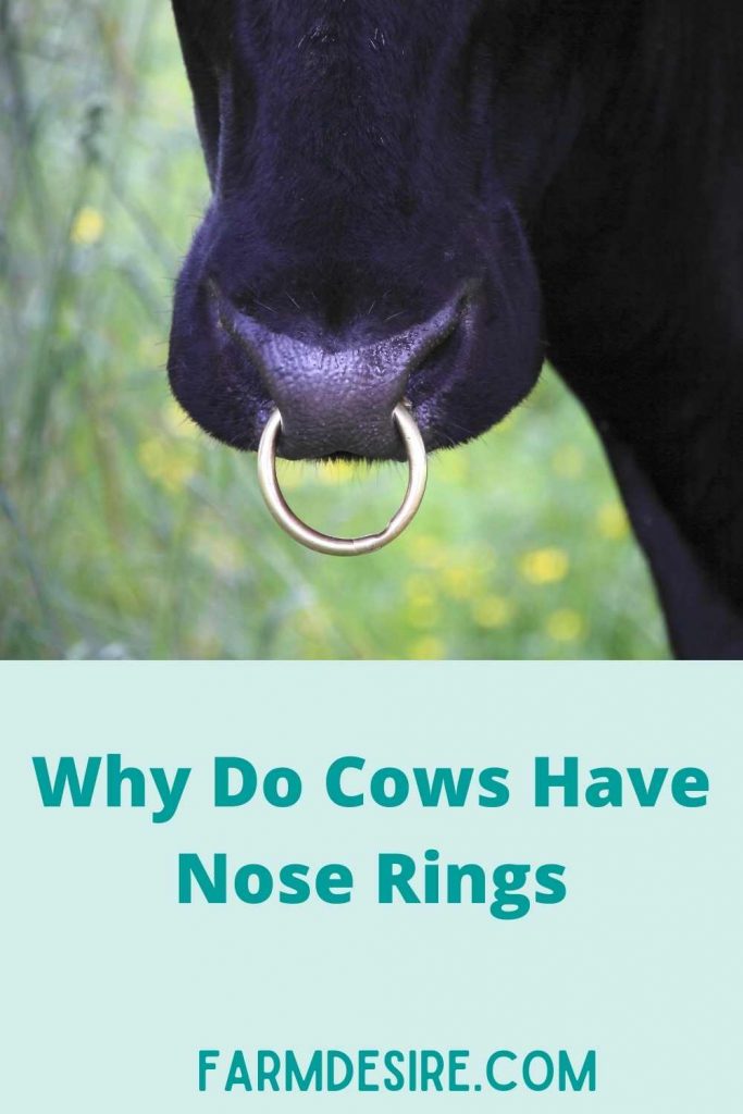 do cows like nose ring